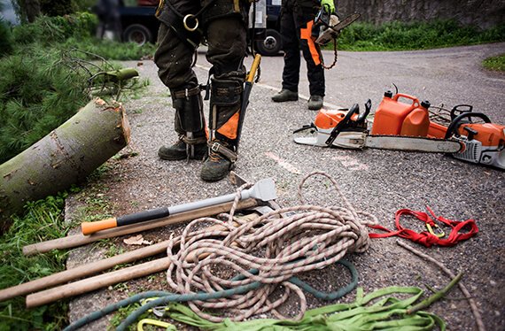 Arborist services