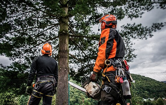 Ottawa arborists at work