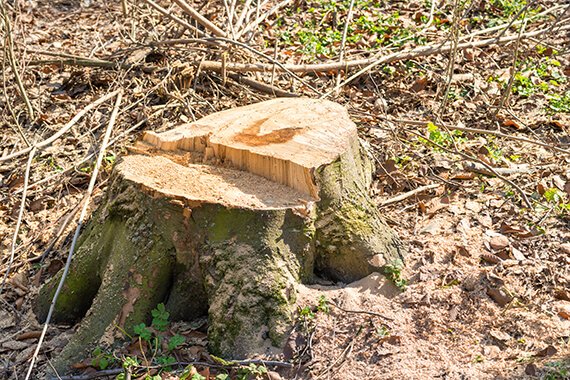 Stump removal in Ottawa