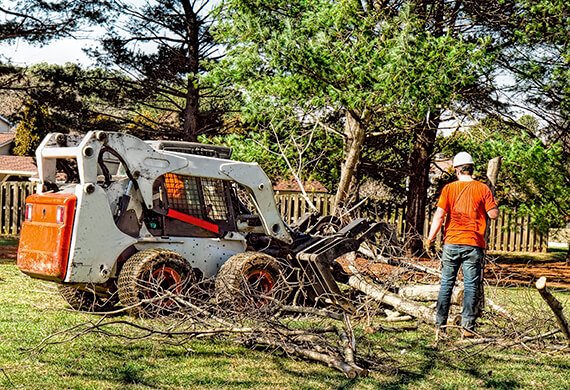 Tree cutting
