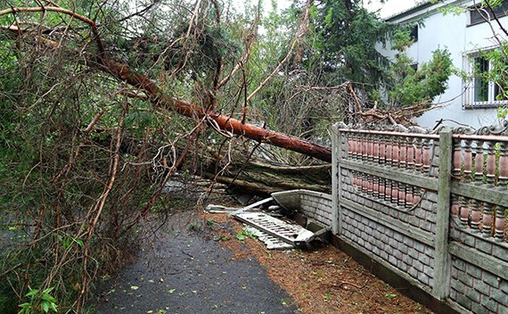 Tree damage assessment