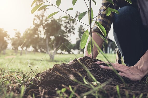 Tree planting