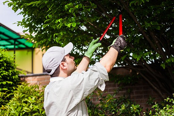 Ottawa arborists pruning a tree