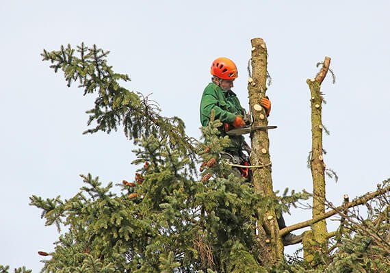 Storm damaged tree removal