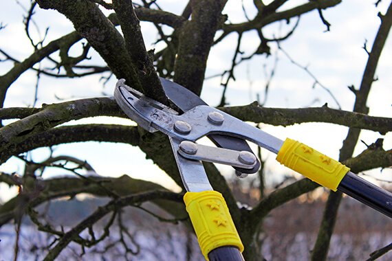 Tree trimming